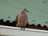 Spotted Dove