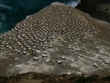 Gannet Colony 4