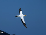 Gannet In Flight 8