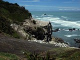 Gannet Colony 1
