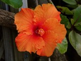 Orange Hibiscus 1