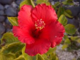 Red Hibiscus