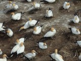 Gannet Colony