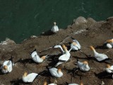 Gannet Colony