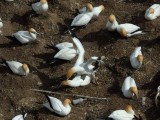 Gannet Colony