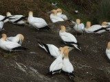 Gannet Colony