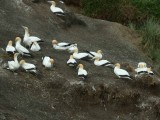 Gannet Colony