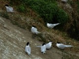 Terns