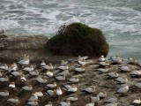 Motutara Island