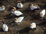 Gannet Colony