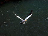 Gannet In Flight