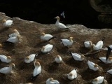 Gannet Colony