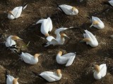 Gannet Colony