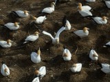 Gannet Landing