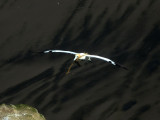 Gannet In Flight