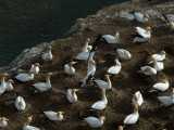 Gannet Colony