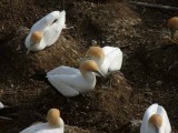 Gannet Couple