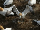 Gannet Landing