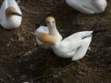 Gannet Couple