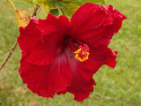 Red Hibiscus 1