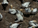 Gannets with Chick 5