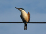 Kingfisher 10