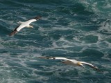 Two Flying Gannets