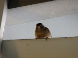 Sparrow 1