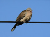 Spotted Dove 2