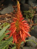 Aloe Claviflora 2