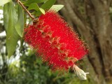 Bottle Brush