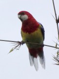 Eastern Rosella 2