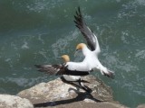 Gannet Landing 1