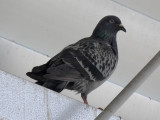 Pigeon 2