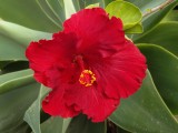 Red Hibiscus 4