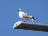 Gull 4