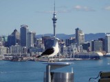 Gull and Auckland