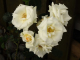 Cream Rose Bush 1