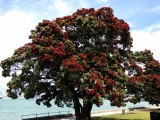 Pohutakawa Tree 2