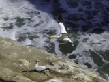 GIF 6