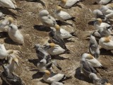 Gannets and Chicks 10