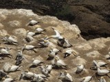 GIF 51