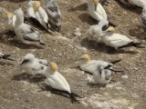 Gannets and Chicks 18