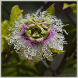 This One Makes Me Think Of Eye-Drops ;-)