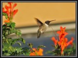 Sunset Hummer