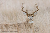 Whitetail Deer - Bucks