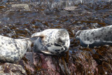 Grey seals