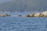 Seal rocks