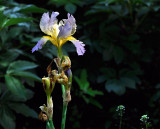 Iris barbus 
