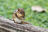 small_critters